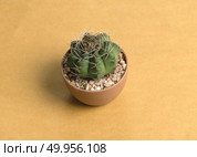 small cactus on vintage background. Стоковое фото, агентство Ingram Publishing / Фотобанк Лори