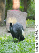 Grey Crowned Crane (Balearica regulorum) Стоковое фото, агентство Ingram Publishing / Фотобанк Лори