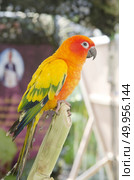 beautiful of colorful parrot bird. Стоковое фото, агентство Ingram Publishing / Фотобанк Лори