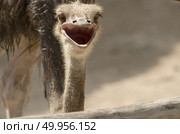 Ostrich head closeup. Стоковое фото, агентство Ingram Publishing / Фотобанк Лори