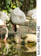 Flamingo. Стоковое фото, агентство Ingram Publishing / Фотобанк Лори