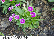 Beautiful colorful flowers in the garden. Стоковое фото, агентство Ingram Publishing / Фотобанк Лори