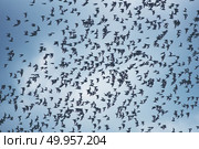 many bats flying on sky. Стоковое фото, агентство Ingram Publishing / Фотобанк Лори