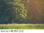 view of tropical forest, Khao Yai National Park, Thailand. Стоковое фото, агентство Ingram Publishing / Фотобанк Лори
