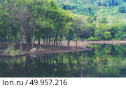 view of tropical forest, Khao Yai National Park, Thailand. Стоковое фото, агентство Ingram Publishing / Фотобанк Лори