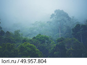 Natural Forest of tropical Trees, Sunbeams through Fog create my. Forested mountain slope in low lying cloud with the evergreen conifers shrouded in mist in a scenic landscape view. Forested mountain slope in low lying cloud with the evergreen conifers shrouded in mist in a scenic landscape view. Стоковое фото, агентство Ingram Publishing / Фотобанк Лори