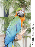 blue-and-yellow macaws (ara ararauna) perched in the jungle. Стоковое фото, агентство Ingram Publishing / Фотобанк Лори