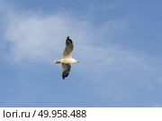 seagul bird with blue sky. Стоковое фото, агентство Ingram Publishing / Фотобанк Лори