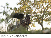 carriage horse in Myanmar. Стоковое фото, агентство Ingram Publishing / Фотобанк Лори