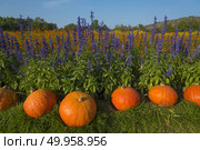Giant pumpkin in vegetable farms. Стоковое фото, агентство Ingram Publishing / Фотобанк Лори
