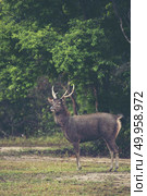wild deer in forest, Khao Yai National Park, Thailand. Стоковое фото, агентство Ingram Publishing / Фотобанк Лори