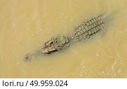 Crocodile floating in the water view from the top. Стоковое фото, агентство Ingram Publishing / Фотобанк Лори