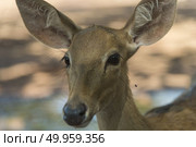 wild deer. Стоковое фото, агентство Ingram Publishing / Фотобанк Лори