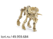 Dinosaur skeleton To science education, isolated on white with clipping path. Стоковое фото, агентство Ingram Publishing / Фотобанк Лори