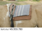 A saddle saddled on the back of a sport horse. Стоковое фото, агентство Ingram Publishing / Фотобанк Лори