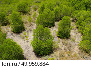 The forest mangrove at Petchaburi, Thailand. Стоковое фото, агентство Ingram Publishing / Фотобанк Лори