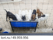 Feeding many goats. Стоковое фото, агентство Ingram Publishing / Фотобанк Лори