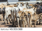 a lot of cattle. Стоковое фото, агентство Ingram Publishing / Фотобанк Лори