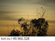 hawk birds with sunset, Thailand. Стоковое фото, агентство Ingram Publishing / Фотобанк Лори