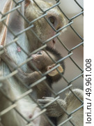 monkey in locked cage. Стоковое фото, агентство Ingram Publishing / Фотобанк Лори