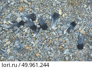 bird carcasses. Стоковое фото, агентство Ingram Publishing / Фотобанк Лори
