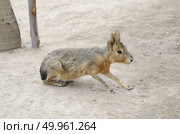 Patagonian mara - (Dolichotis patagonum) Стоковое фото, агентство Ingram Publishing / Фотобанк Лори