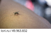 Close-up of mosquito sucking blood from human arm. Стоковое фото, агентство Ingram Publishing / Фотобанк Лори