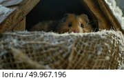 A small hamster with fluffy fur pokes its head out of a hole in a wooden structure, its whiskers twitching with curiosity. Стоковое AI-изображение, AI-художник Данила Большаков / Фотобанк Лори