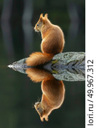A red squirrel is sitting calmly on top of a tree branch, surrounded by leaves. The small mammal is looking around inquisitively. Стоковое AI-изображение, AI-художник Данила Большаков / Фотобанк Лори