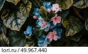 Detailed view of multiple colorful flowers clustered together on a plant, showcasing their intricate petals and green leaves. Стоковое AI-изображение, AI-художник Данила Большаков / Фотобанк Лори