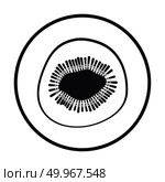 Icon of Kiwi. Thin circle design. Vector illustration. Стоковое фото, агентство Ingram Publishing / Фотобанк Лори