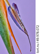 Macro shot of a vibrant bird of paradise flower strelitzia on a purple background. The Royal bird or bird of Paradise is the unofficial name of marvelous flower. Strelitzia Flower macro Detail on a purple background. Стоковое фото, агентство Ingram Publishing / Фотобанк Лори
