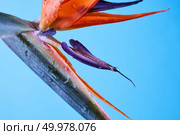Strelitzia.Tropical flower on a blue background. Colorful petals close-up. Photo as background for postcard or your ideas. Tropical flower strelitzia close-up on a blue background. Стоковое фото, агентство Ingram Publishing / Фотобанк Лори