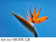 Royal Strelitzia in bloom. Yellow orange tropical flower with green leaves on a blue background. Crane flower. Bird of Paradise .. Tropical orange flower Strelitzia with green leaves on a blue background. Стоковое фото, агентство Ingram Publishing / Фотобанк Лори