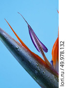 Macro photo of colorful petals of strelitzia with droplets of water on a blue background. Natural background. Macro photo of petals of strelitzia on blue background. Стоковое фото, агентство Ingram Publishing / Фотобанк Лори