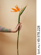 Branch flowers strelitzia in the tattoo hand of a girl on a beige background. Minimal festive spring flower background.. orange strelitzia in a woman’s tattoo hand on a beige background. Стоковое фото, агентство Ingram Publishing / Фотобанк Лори