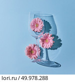 Glass of wine with pink gerberas and a reflection of shadows on a blue background. A springy concept, a postcard. Copy space for text. Flat lay. Glass of wine with pink gerberas on a blue background. Стоковое фото, агентство Ingram Publishing / Фотобанк Лори