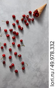 Fresh organic cherries are poured from a waffle horn on a gray stone background with copy space. Flat lay. Summer concept of homemade desserts.. Summer colorful pattern of red natural organic fruit cherry with waffle cone on a gray concrete. Стоковое фото, агентство Ingram Publishing / Фотобанк Лори