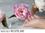 Fresh pink and white flowers peony in a glass vase on a gray stone background . Summer concept. Top view.. Female hands hold a beautiful pink pion in a glass beaker with wafer cups standing on a gray marble table. Стоковое фото, агентство Ingram Publishing / Фотобанк Лори