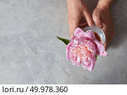 Womans hand hold an elegant pink peony flower in a glass vase on a gray stone table with copy space.. Female hands hold a beautiful pink pion in a glass cup standing on a gray marble table. Top view. Стоковое фото, агентство Ingram Publishing / Фотобанк Лори