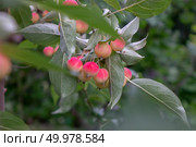 Sweet and juicy paradise apples hanging on a tree in the garden. Cultivation of organic fruits. Decorative paradise ripe apples on a tree in the garden. Organic food. Стоковое фото, агентство Ingram Publishing / Фотобанк Лори
