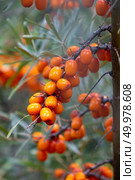 A green branch with juicy ripe sea-buckthorn berries in the summer garden. Eco-friendly healthy food. Closeup of ripe yellow sea buckthorn berries on a tree in the garden. Стоковое фото, агентство Ingram Publishing / Фотобанк Лори