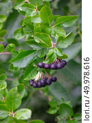 A bunch of fresh ripe berries of ashberry ash on a green branch in the garden. The concept of growing organic food. Ripe berries of chokeberry on a branch with green leaves in the garden. Стоковое фото, агентство Ingram Publishing / Фотобанк Лори
