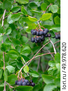 Tree Aronia or black chokeberry with ripe berries in the garden on a summer day. Healthy Organic Food. A green branch of aronia with berries in the summer garden. Organic food. Стоковое фото, агентство Ingram Publishing / Фотобанк Лори