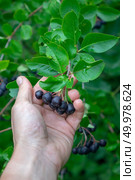 In the rural garden the bush is organic berries of chokeberry with ripe fruits. A man’s hand holds berries. A man’s hand holds a ripe juicy aronia berry. Vitamin healthy food. Стоковое фото, агентство Ingram Publishing / Фотобанк Лори