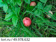 Red organic ripe apples fallen in green grass in the farm garden. The concept of harvesting. Top view. Ripe apples fell in the grass in the village garden. Harvest time. Top view. Стоковое фото, агентство Ingram Publishing / Фотобанк Лори