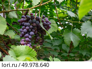 Ripe grapes on a branch against the background of green leaves in the garden. The concept of organic vitamin food. In the garden is a branch of bunches of grapes. Growing Organic Food. Стоковое фото, агентство Ingram Publishing / Фотобанк Лори