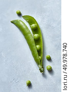 Natural vegetarian clean raw food - the stick of a green peas on a gray table with copy space. Top view.. The pod of natural organic green peas is open with small spherical grains on a gray background. Стоковое фото, агентство Ingram Publishing / Фотобанк Лори