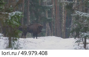 Зубр европейский дикие животные зимой на снегу, Bison bonasus. Стоковое видео, видеограф Дмитрий Якубович / Фотобанк Лори