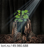Believe and faith concept as a ray of light shining from above on a sapling growing out of a dead tree as a hope and spirituality idea in a 3D illustration style. Стоковое фото, агентство Ingram Publishing / Фотобанк Лори